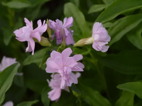 Saponaria off. 'Rosea Plena'