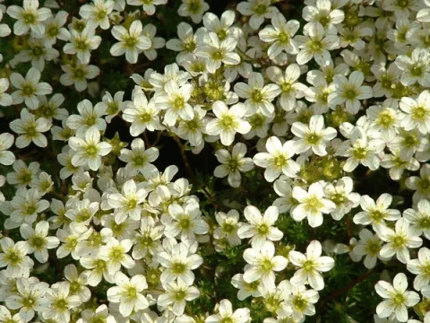 Saxifraga (A) 'Schneeteppich'