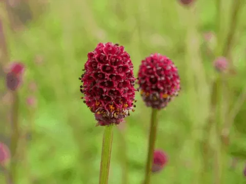 Sanguisorba officinalis 'Tanna'