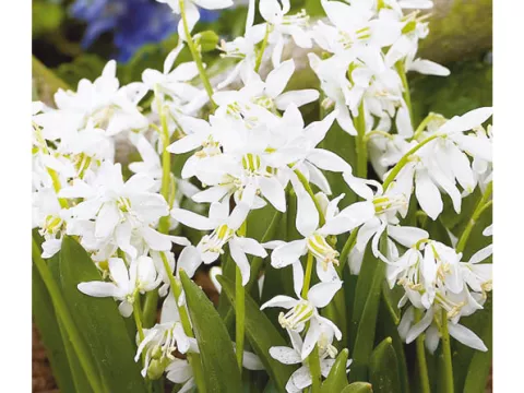Scilla sibirica 'Alba'