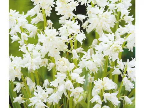 Scilla campanulata 'Alba'