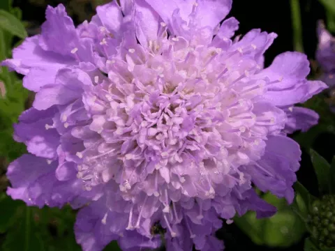 Scabiosa columb. 'Butterfly Blue'