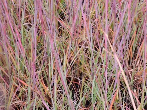 Schizachyrium scoparium 'Blue Heaven'