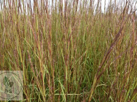 Schizachyrium scoparium 'Cairo'