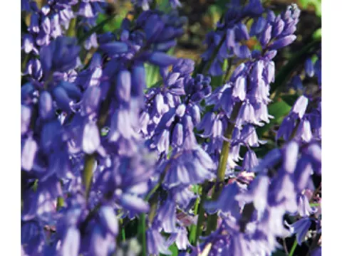 Scilla campanulata 'Excelsior'