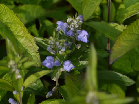 Scutellaria incana