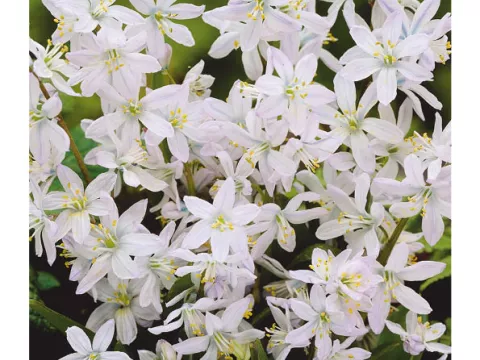 Scilla tubergeniana (mischtschenkoana)