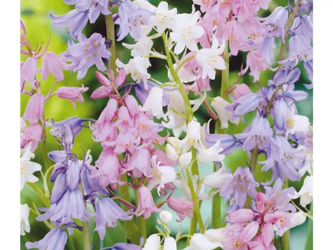 Scilla campanulata 'Mix'