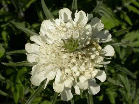 Scabiosa ochroleuca