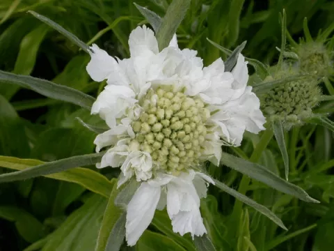 Scabiosa cauc. 'Perfecta Alba'