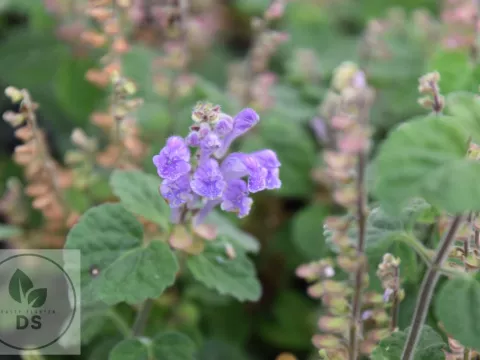 Scutellaria indica 'Parvifolia'