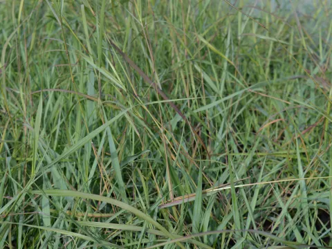 Schizachyrium scoparium 'Prärie Blues'