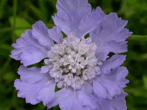 Scabiosa cauc. 'Perfecta'