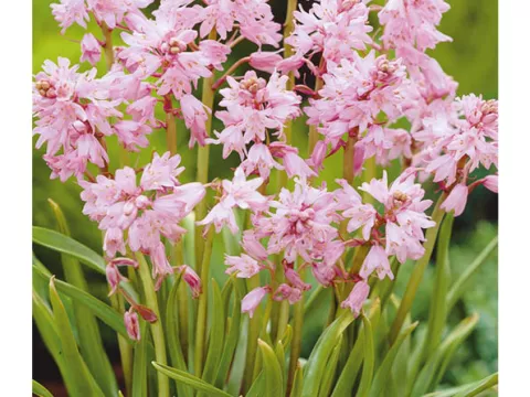 Scilla campanulata 'Rosea'