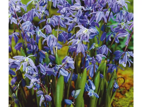 Scilla sibirica