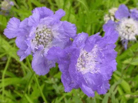 Scabiosa cauc. 'Stäfa'
