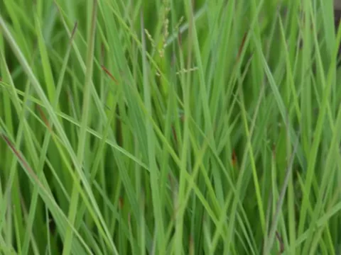 Schizachyrium scoparium 'Wildwest'