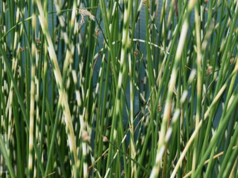 Schoenoplectus (Scirpus) tabern. 'Zebrinus'