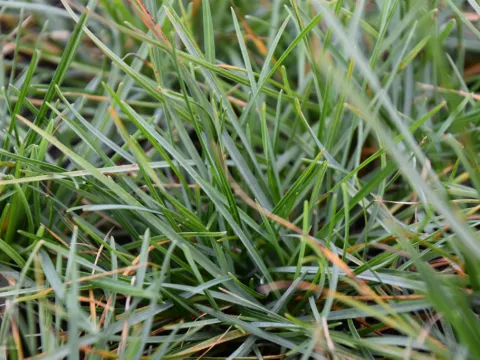 Sesleria caerulea (albicans)
