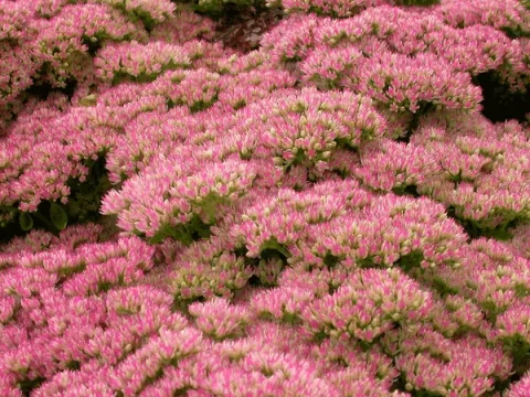 Sedum hybride 'Herbstfreude'