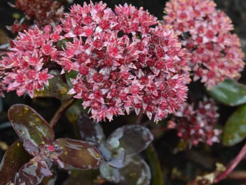 Sedum hybride 'José Aubergine'