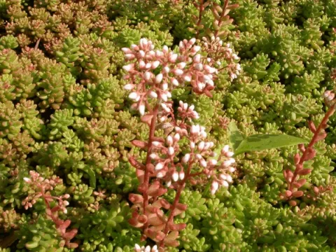 Sedum album 'Murale'