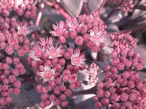 Sedum hybride 'Purple Emperor'