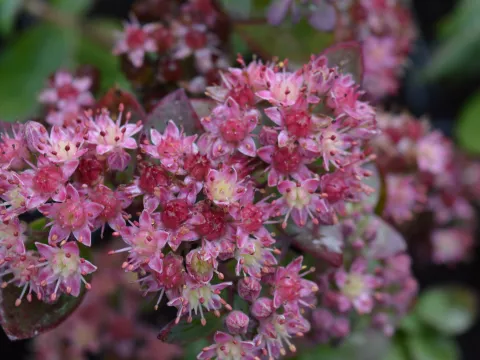 Sedum hybride 'Strawberry and Cream'