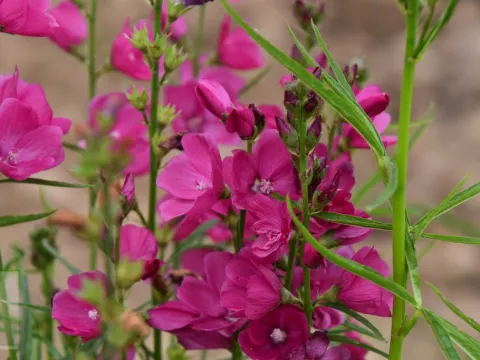 Sidalcea oregana 'Brilliant'