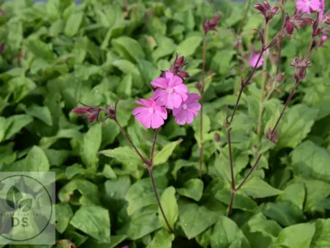 Silene dioica