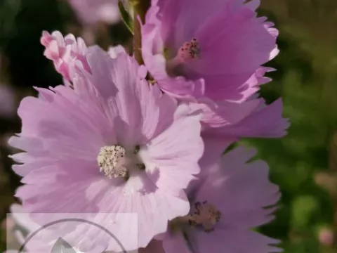 Sidalcea 'Little Princess'