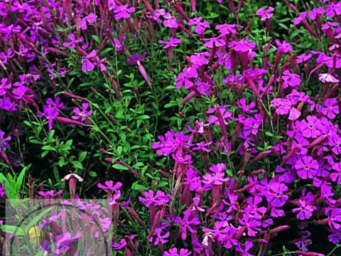 Silene schafta 'Splendens'
