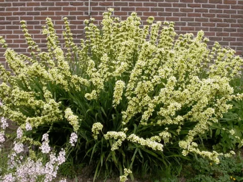 Sisyrinchium striatum