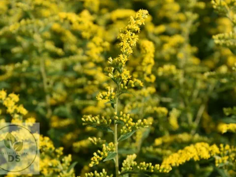 Solidago rugosa 'Fireworks'