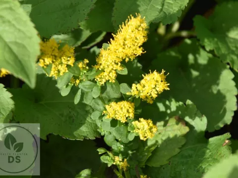 Solidago sphacelata 'Golden Fleece'