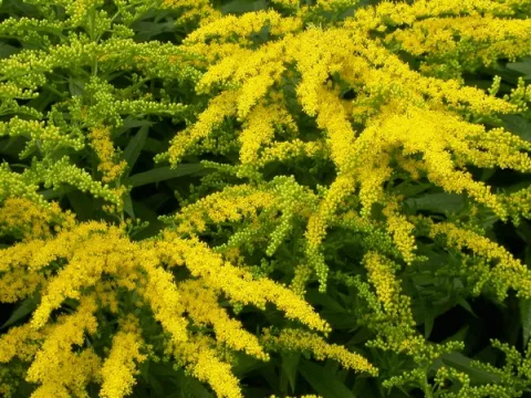 Solidago 'Golden Mosa'