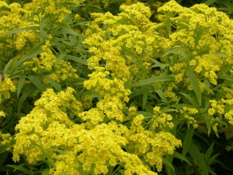 Solidaster luteus 'Lemore'