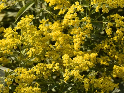 Solidago 'Strahlenkrone'