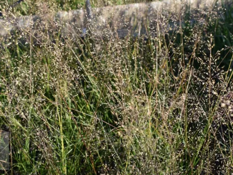 Sporobolus het. 'Cloud'