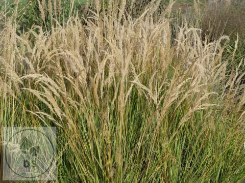 Stipa calamagrostis 'Algäu'