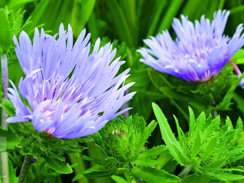 Stokesia laevis 'Blue Star'
