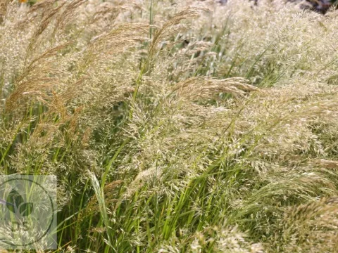 Stipa calamagrostis (Achnatherum)
