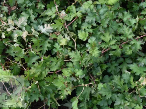 Stephanandra incisa 'Crispa'