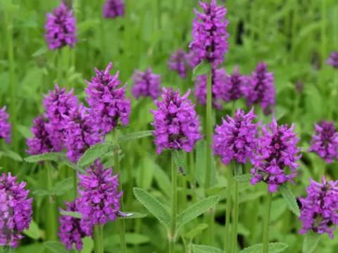 Stachys monnieri 'Hummelo'