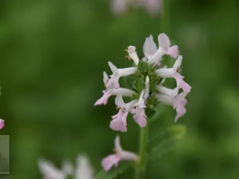 Stachys officinalis 'Pinkie'