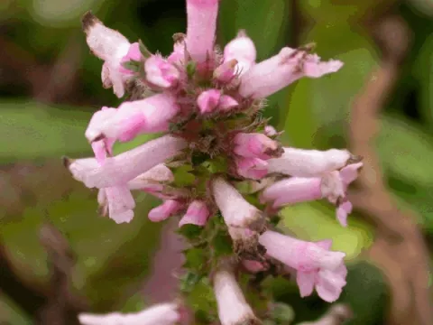 Stachys monnieri 'Rosea'