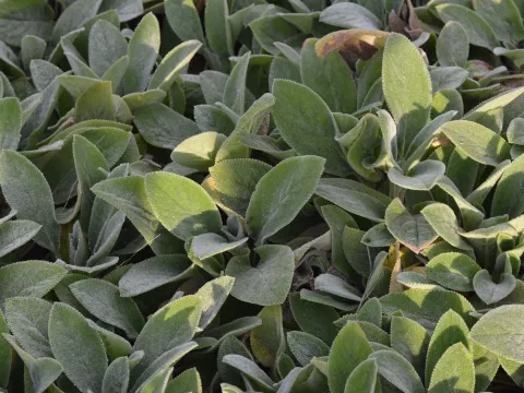 Stachys byz. 'Silver Carpet'