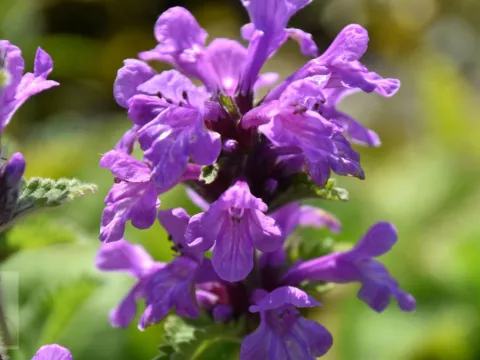 Stachys grandiflora 'Superba'