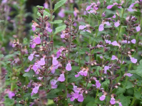 Teucrium chamaedrys