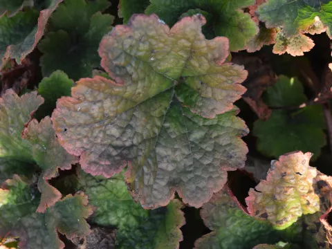 Tellima grandiflora 'Forest Frost'
